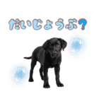 黒ラブ子犬のまいにちスタンプ（個別スタンプ：21）