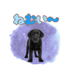 黒ラブ子犬のまいにちスタンプ（個別スタンプ：23）