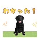 黒ラブ子犬のまいにちスタンプ（個別スタンプ：24）