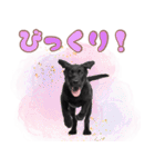 黒ラブ子犬のまいにちスタンプ（個別スタンプ：25）