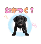 黒ラブ子犬のまいにちスタンプ（個別スタンプ：28）