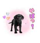 黒ラブ子犬のまいにちスタンプ（個別スタンプ：29）