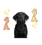 黒ラブ子犬のまいにちスタンプ（個別スタンプ：30）