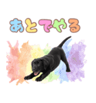 黒ラブ子犬のまいにちスタンプ（個別スタンプ：34）