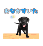 黒ラブ子犬のまいにちスタンプ（個別スタンプ：35）