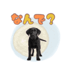 黒ラブ子犬のまいにちスタンプ（個別スタンプ：36）