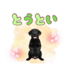 黒ラブ子犬のまいにちスタンプ（個別スタンプ：37）