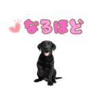 黒ラブ子犬のまいにちスタンプ（個別スタンプ：38）