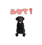 黒ラブ子犬のまいにちスタンプ（個別スタンプ：40）