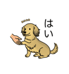 名前入りダックスシェーデッドイエロー（個別スタンプ：6）