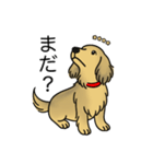 名前入りダックスシェーデッドイエロー（個別スタンプ：20）