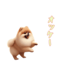 [オッケー専用]ポメラニアン（個別スタンプ：1）