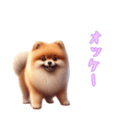 [オッケー専用]ポメラニアン（個別スタンプ：5）