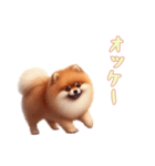 [オッケー専用]ポメラニアン（個別スタンプ：10）