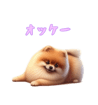[オッケー専用]ポメラニアン（個別スタンプ：11）