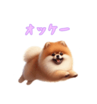 [オッケー専用]ポメラニアン（個別スタンプ：12）
