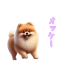 [オッケー専用]ポメラニアン（個別スタンプ：13）