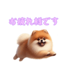 [お疲れ様です専用]ポメラニアン（個別スタンプ：1）