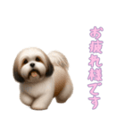 [お疲れ様です専用]ラサアプソ（個別スタンプ：1）