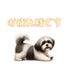 [お疲れ様です専用]ラサアプソ（個別スタンプ：4）