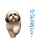 [お疲れ様です専用]ラサアプソ（個別スタンプ：5）