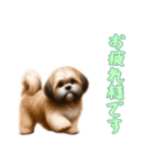 [お疲れ様です専用]ラサアプソ（個別スタンプ：6）