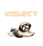 [お疲れ様です専用]ラサアプソ（個別スタンプ：9）