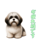 [お疲れ様です専用]ラサアプソ（個別スタンプ：10）