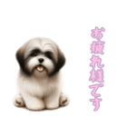 [お疲れ様です専用]ラサアプソ（個別スタンプ：11）