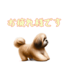 [お疲れ様です専用]ラサアプソ（個別スタンプ：12）
