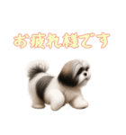 [お疲れ様です専用]ラサアプソ（個別スタンプ：13）