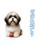 [お疲れ様です専用]ラサアプソ（個別スタンプ：15）