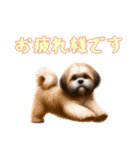 [お疲れ様です専用]ラサアプソ（個別スタンプ：16）