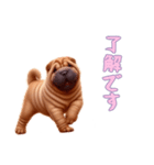 [了解です専用]ペキニーズ（個別スタンプ：7）