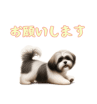 [お願いします専用]ラサアプソ（個別スタンプ：6）