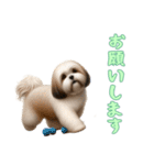 [お願いします専用]ラサアプソ（個別スタンプ：11）