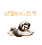 [お願いします専用]ラサアプソ（個別スタンプ：12）