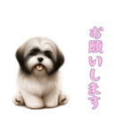 [お願いします専用]ラサアプソ（個別スタンプ：16）