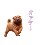 [オッケー専用]ペキニーズ（個別スタンプ：16）
