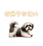 [お帰りなさい専用]ラサアプソ（個別スタンプ：1）