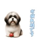 [お帰りなさい専用]ラサアプソ（個別スタンプ：3）