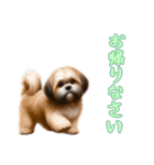 [お帰りなさい専用]ラサアプソ（個別スタンプ：5）