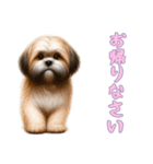[お帰りなさい専用]ラサアプソ（個別スタンプ：14）
