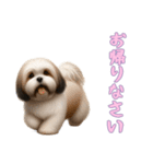 [お帰りなさい専用]ラサアプソ（個別スタンプ：16）