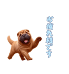 [お疲れ様です専用]ペキニーズ（個別スタンプ：3）