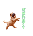 [お疲れ様です専用]ペキニーズ（個別スタンプ：13）