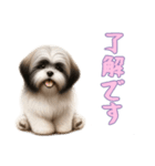 [了解です専用]ラサアプソ（個別スタンプ：1）