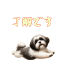 [了解です専用]ラサアプソ（個別スタンプ：4）