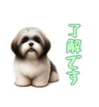 [了解です専用]ラサアプソ（個別スタンプ：5）