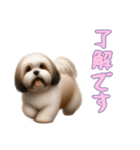 [了解です専用]ラサアプソ（個別スタンプ：7）